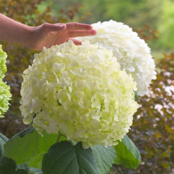 Hydrangea arborescens Neuvěřitelné