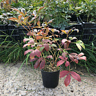 Пион травянистый Сюзетт