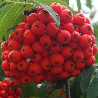 Рябина Алая крупная - купить с доставкой