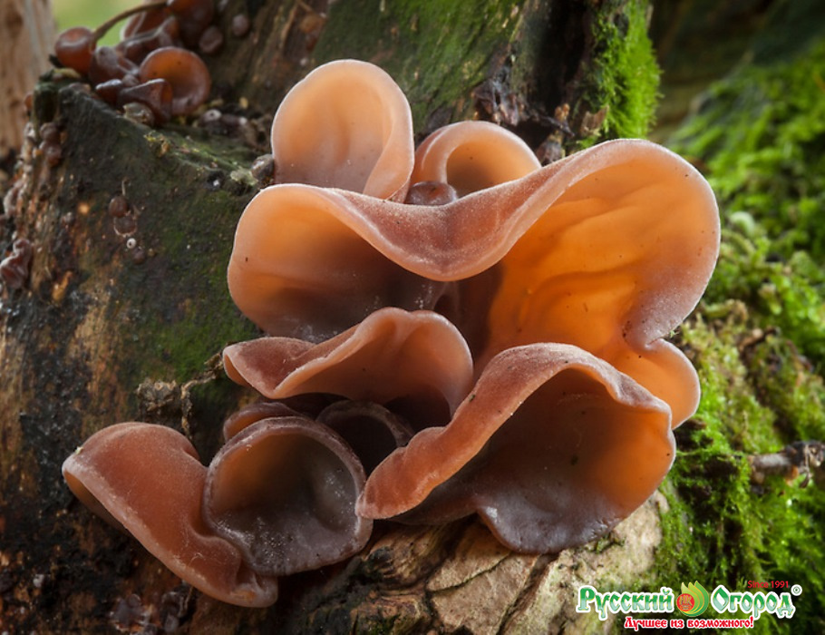 Купить мицелий грибов Черный древесный гриб (Мо-эр, или Муэр) с .