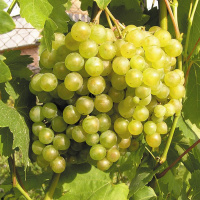 Виноград Белый жемчуг - купить с доставкой