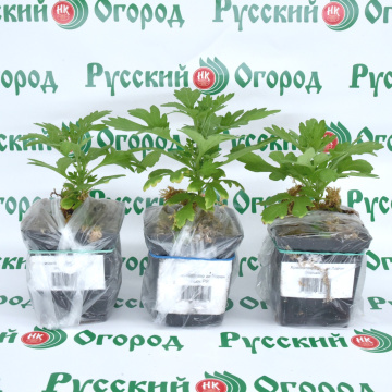 Стандарт поставки 2 Хризантема Кер де Лорен