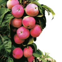 Яблоня колоновидная Останкино - купить с доставкой