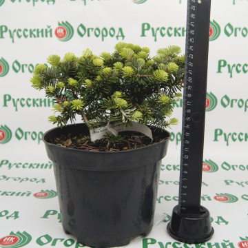 Стандарт поставки 1 Пихта корейская Бриллиант