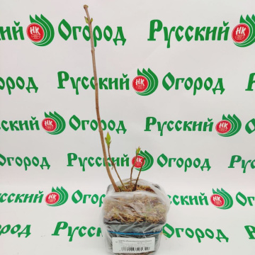 Стандарт поставки 5 Сирень обыкновенная Знамя Ленина