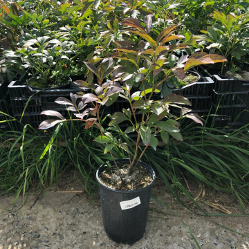 Стандарт поставки 15 Пион молочноцветковый Честин Гуди