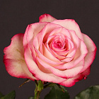 Роза Палома (горшок 2л)