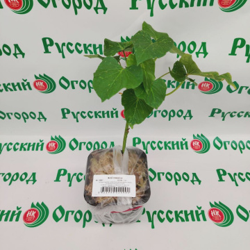 Стандарт поставки 2 Батат Ковингтон