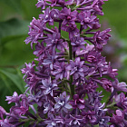 Сирень Роял Пёрпл