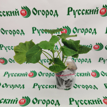 Стандарт поставки 1 Батат Бэтти