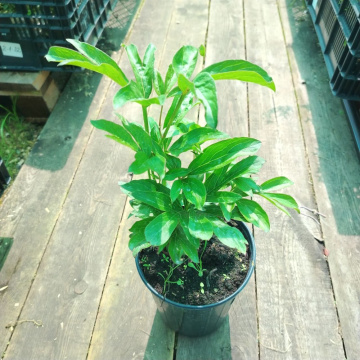 Стандарт поставки 8 Пион молочноцветковый Честин Гуди