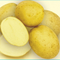 Картофель Удалец - купить с доставкой