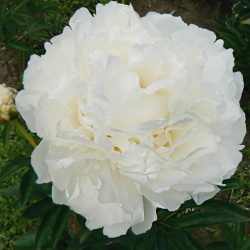 Pivoňka lactiflora Snow Princess