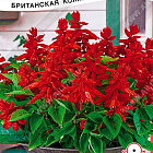 Ярко-красный