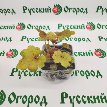 Стандарт поставки 4 Гейхера Электра