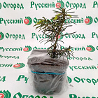 Пихта одноцветная