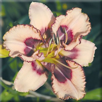 Hemerocallis South Bound Odyssey - купить с доставкой