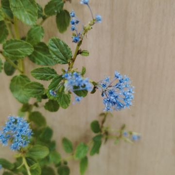 Стандарт поставки 2 Цеанотус Репенс