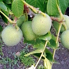 Орех Сахаристый скороплодный Левина (горшок 2л)