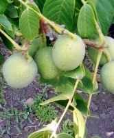 Орех Сахаристый скороплодный Левина (горшок 2л) - купить с доставкой