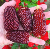 Кукуруза декоративная  Земляничная Поляна