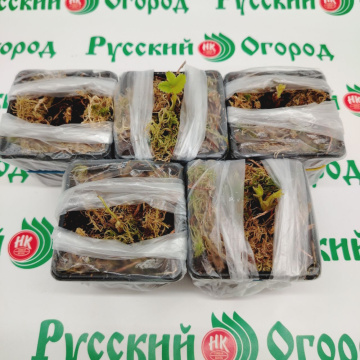 Стандарт поставки 2 Земляника Дарселект