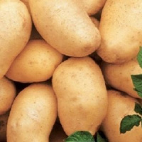 Картофель Императрица  - купить с доставкой