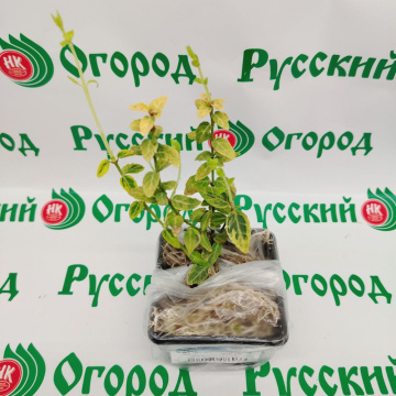 Стандарт поставки 3 Бересклет форчуна Эмеральд Голд