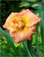 Hemerocallis Emily Gibson - купить с доставкой