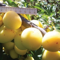 Слива русская Мара - купить с доставкой