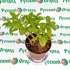 Гортензия метельчатая Жемчужина фестиваля