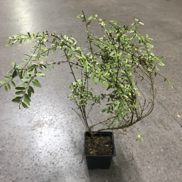 Стандарт поставки 3 Жимолость блестящая Лемон бьюти