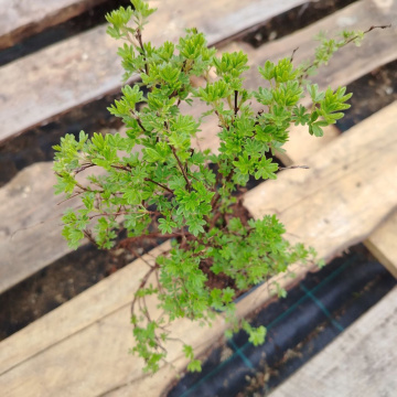 Стандарт поставки 2 Лапчатка кустарниковая Кобольд