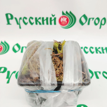 Стандарт поставки 4 Земляника Альбион