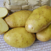 Картофель Здравушка - купить с доставкой
