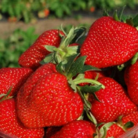 Земляника Ирма - купить с доставкой