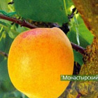 Абрикос Монастырский