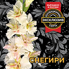 Гладиолус Снегири