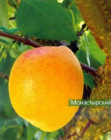 Абрикос Монастырский - купить с доставкой