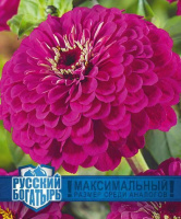 Цинния Великан пурпурный серия Русский богатырь - купить с доставкой