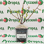 Айва розовая леди