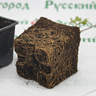 Сирень обыкновенная Антуан де СентЭкзюпери