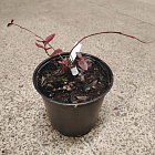 Голубика Блюэтта (горшок 2л)