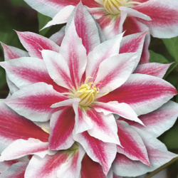 Clematis Andromeda