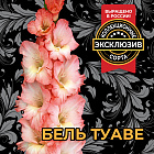 Гладиолус Бель Туаве