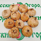 Гладиолус Весточка