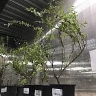 Чубушник венечный Ауреус