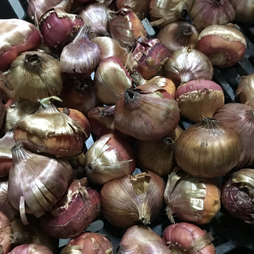 Стандарт поставки 3 Гладиолус И вновь Малика