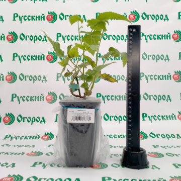 Стандарт поставки 2 Ежевика Гай