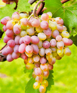 Vinograd Samochvalovič